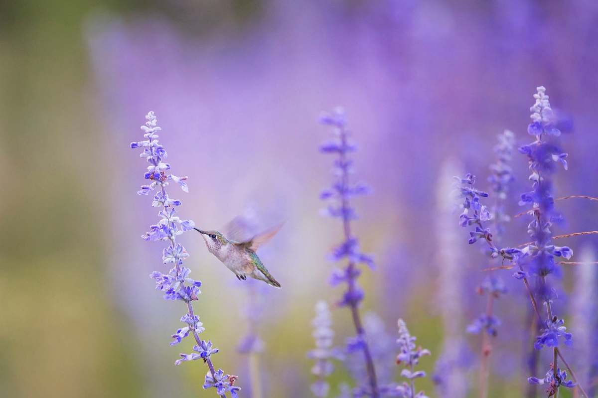 animal closeup photo of bird beside purple petal flowers purple
