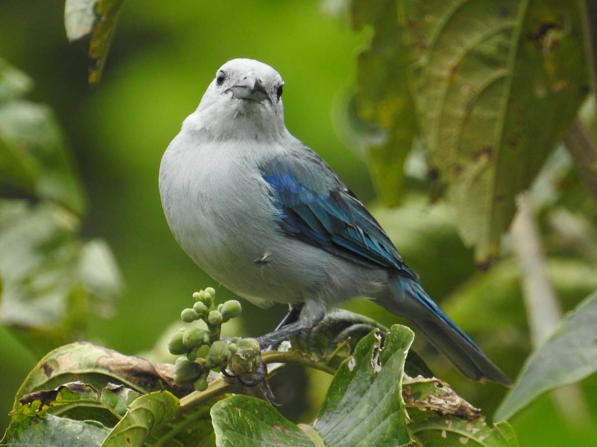 animal closeup photo of bird on tree jay