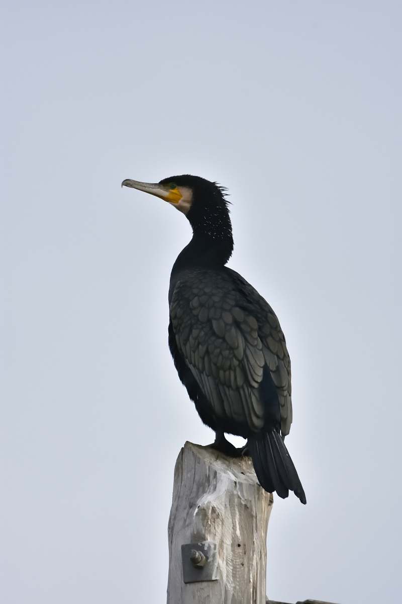animal closeup photo of black bird cormorant