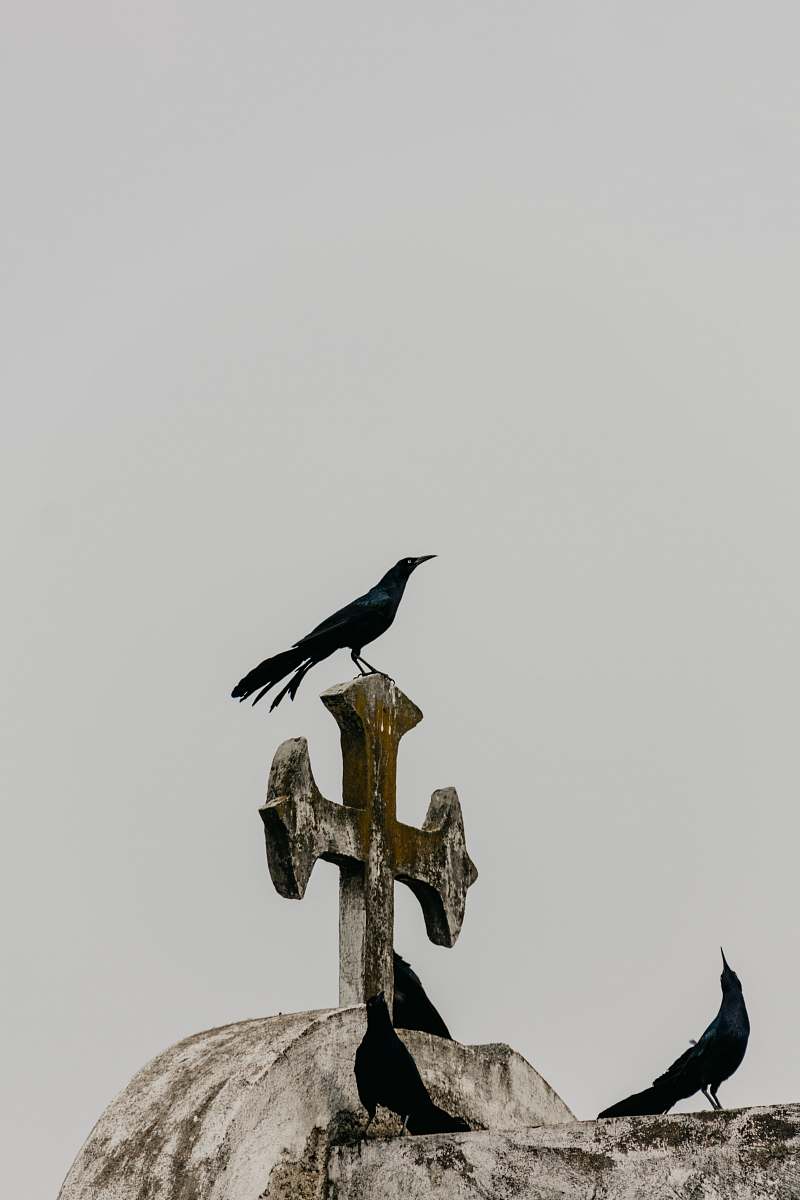 animal crow on white concrete cross symbol