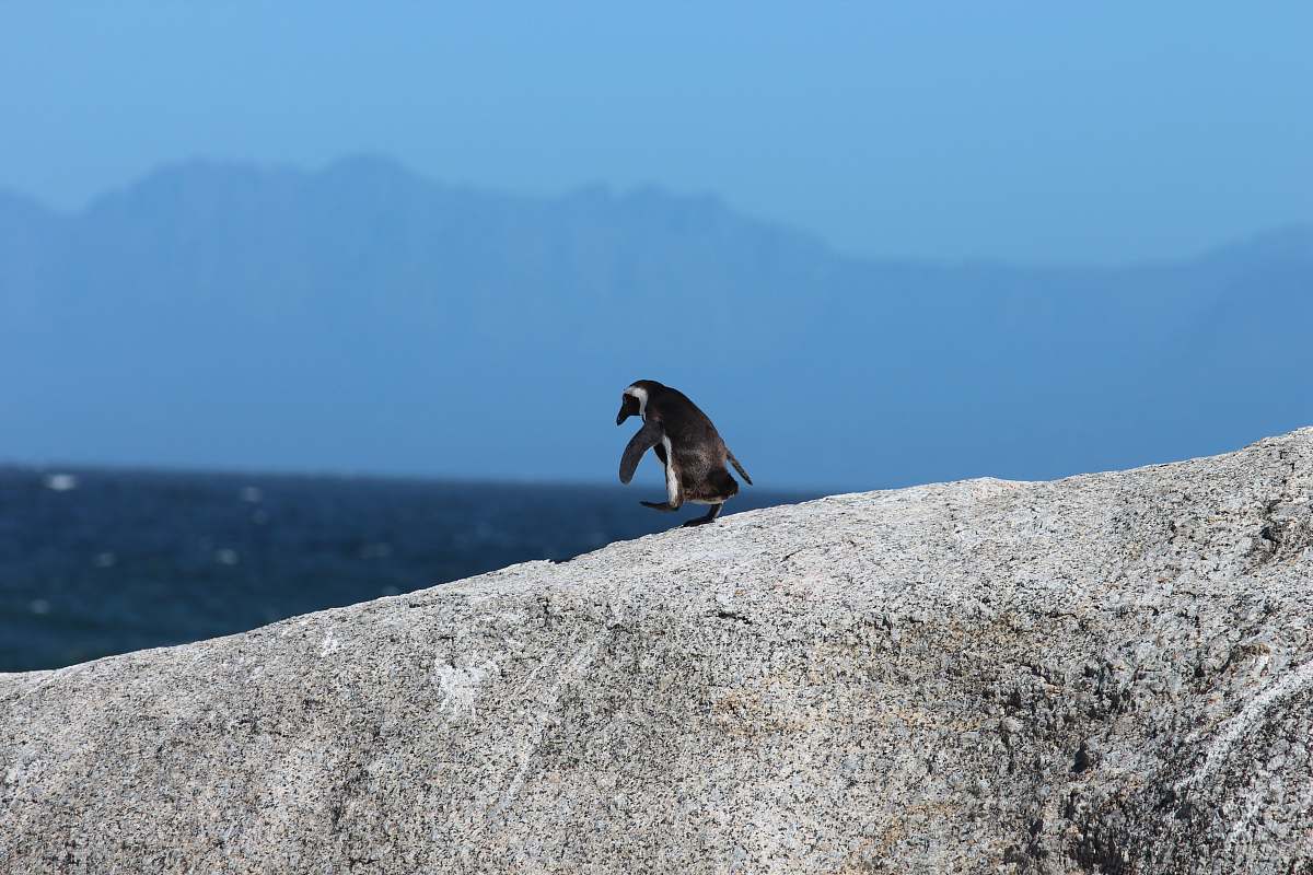 animal depth photography of a penguin on rock penguin