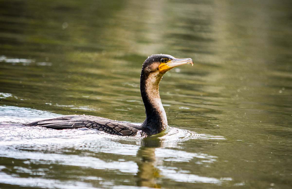 animal duck on water waterfowl