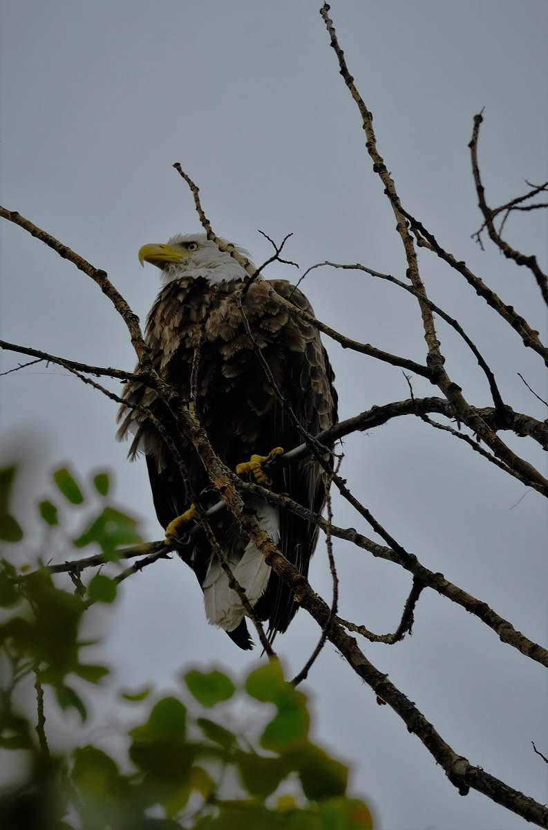 animal eagle perched on branch eagle