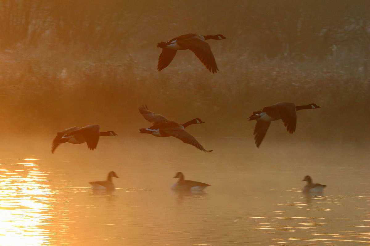 animal flight of birds above body of water flying