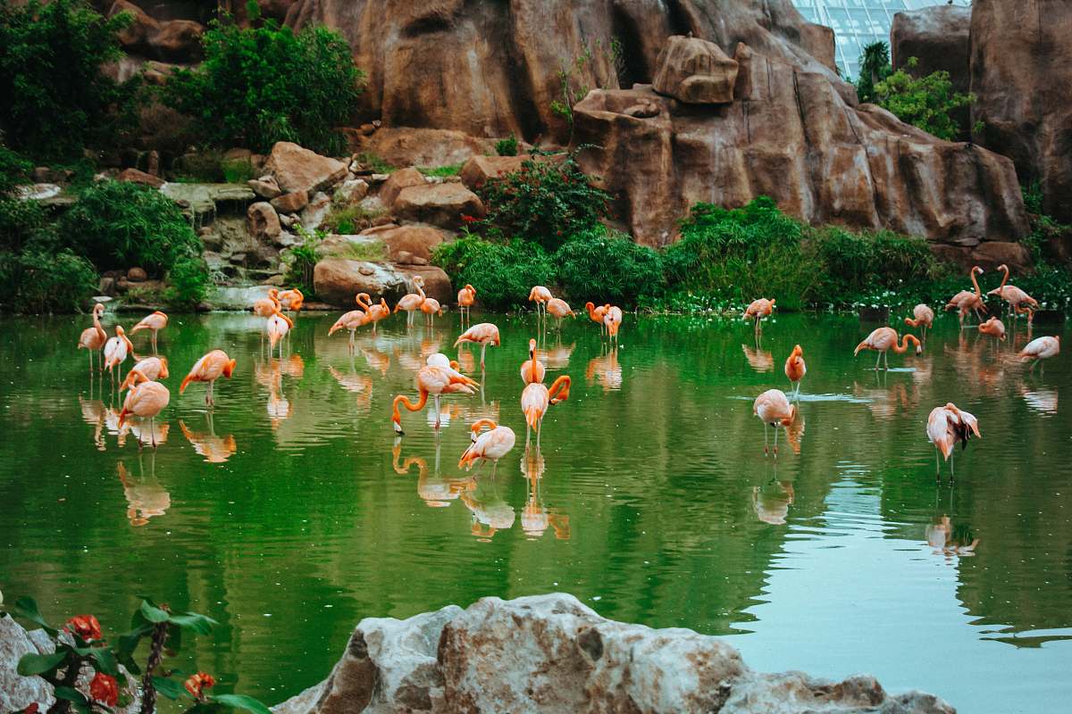 animal flock of pink flamingos at the body of water flock