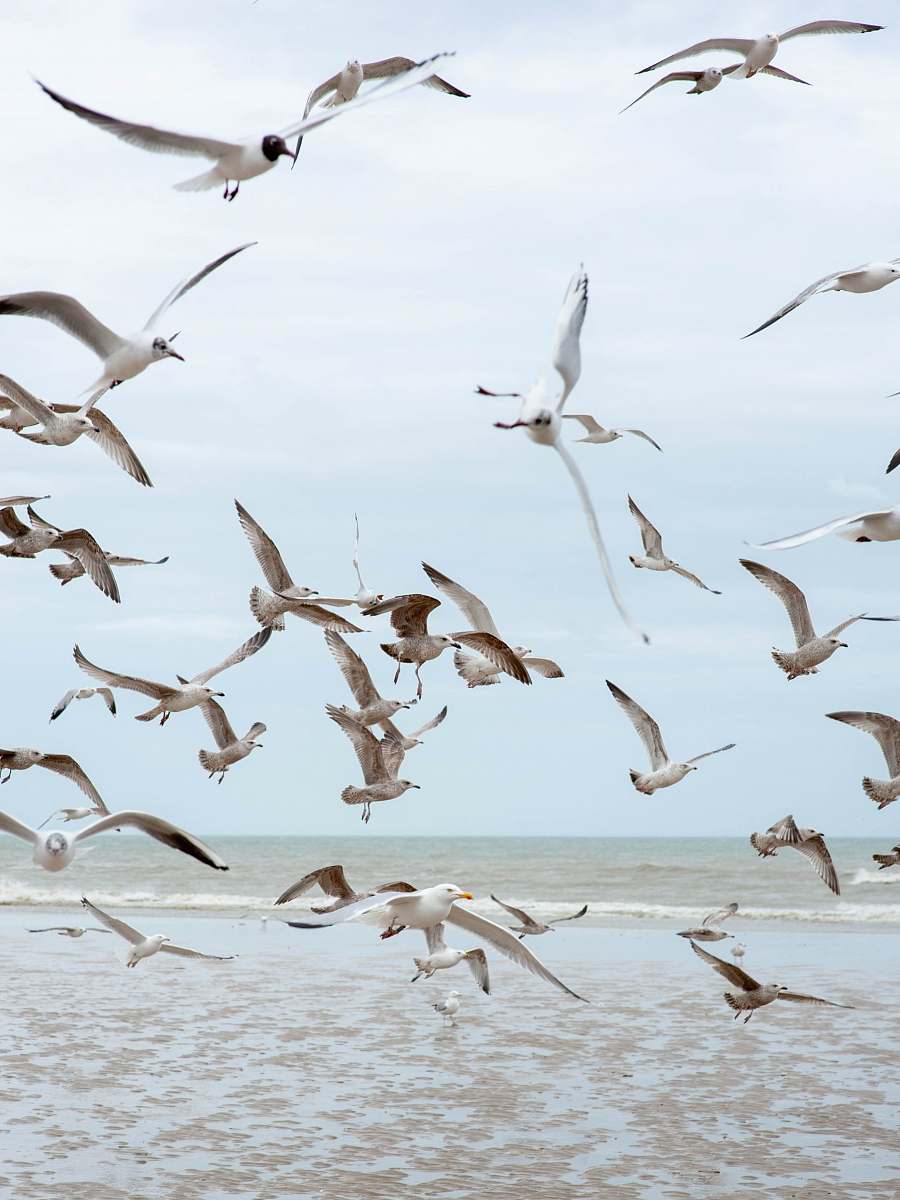 animal flying birds at daytime flock