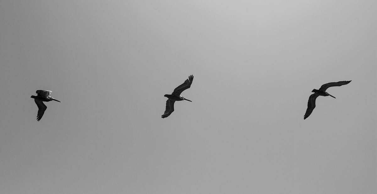 Flying Flying Birds Black-and-white Image Free Photo