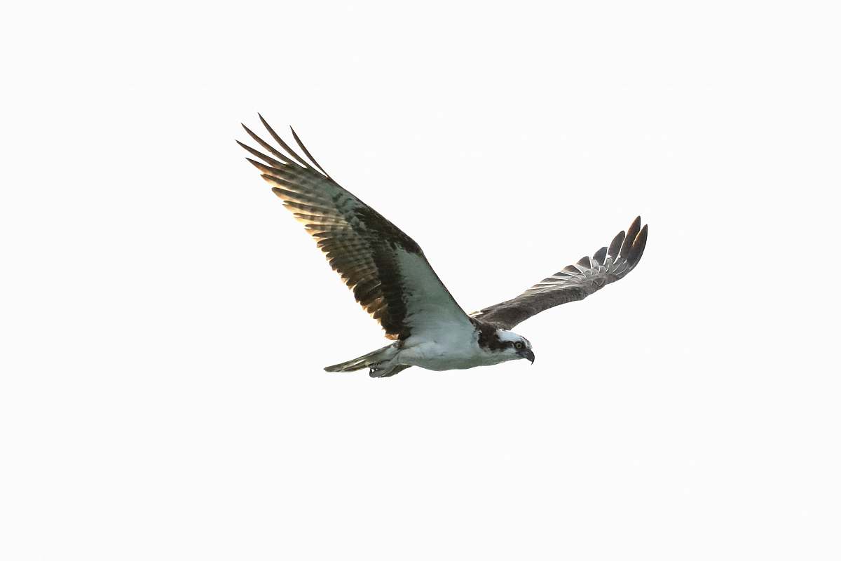 animal flying black and white bird during daytime flying