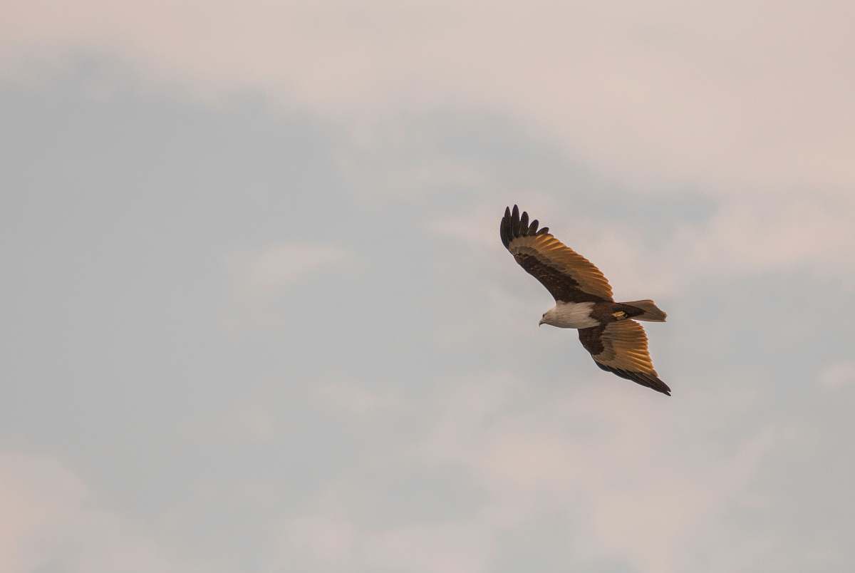 animal flying brown and white bird during daytime vulture