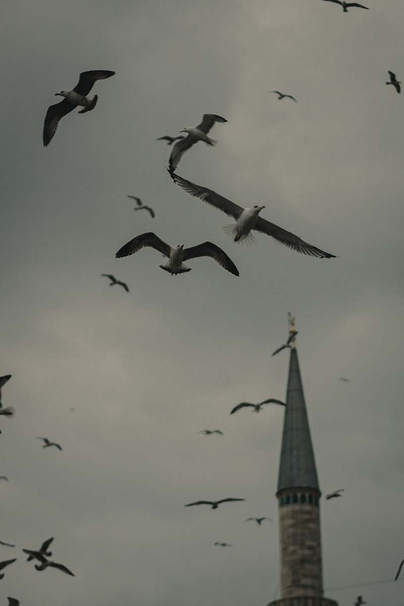 animal flying seagulls nea tower flying