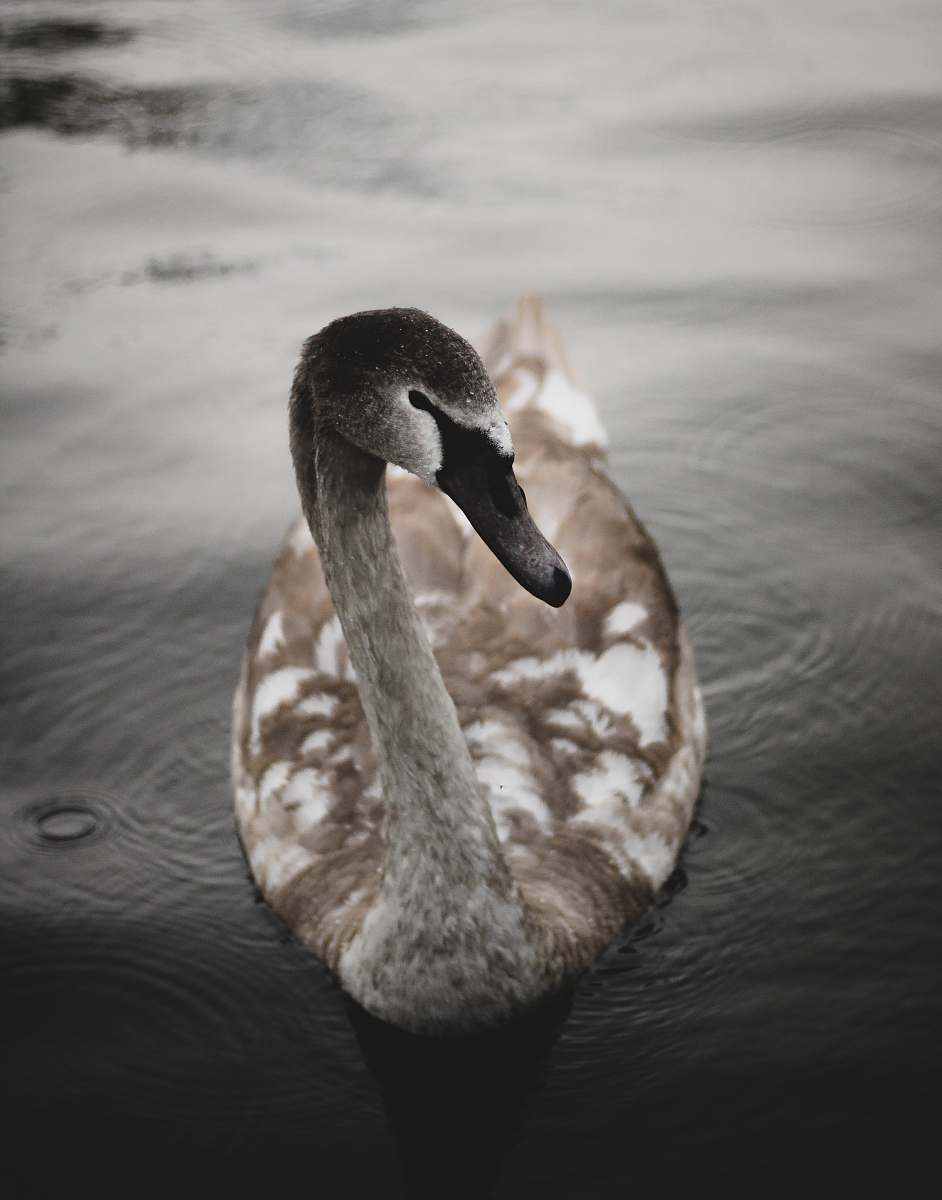 animal goose on body of water goose