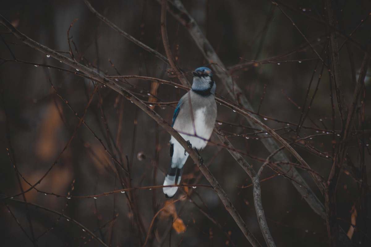 animal gray and blue bird on branch of bare tree jay