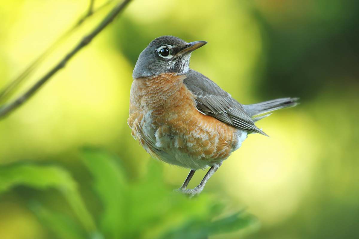 animal gray and brown American robin perched on green leaf selective focus photography robin