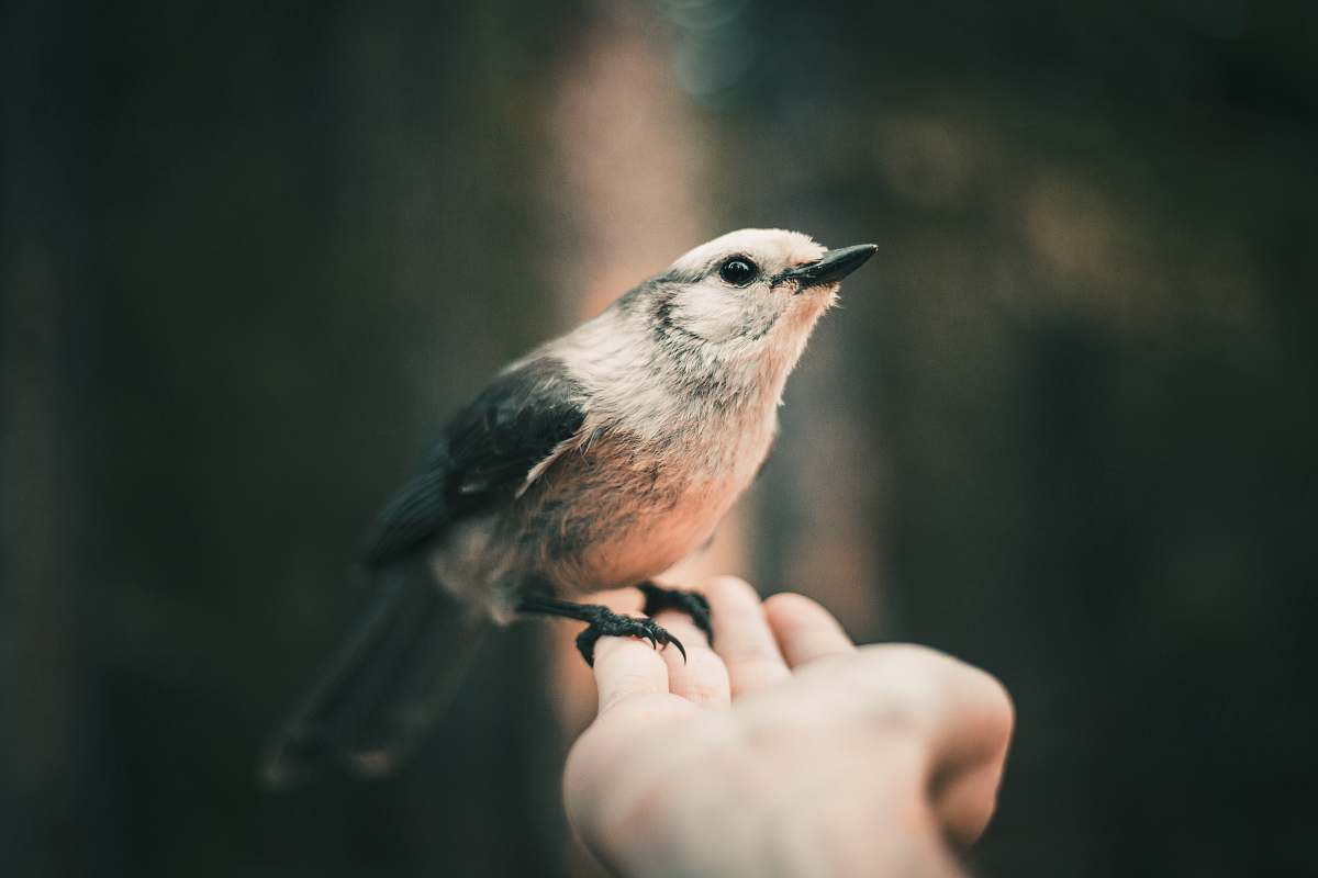 animal gray and brown swallow bird jay