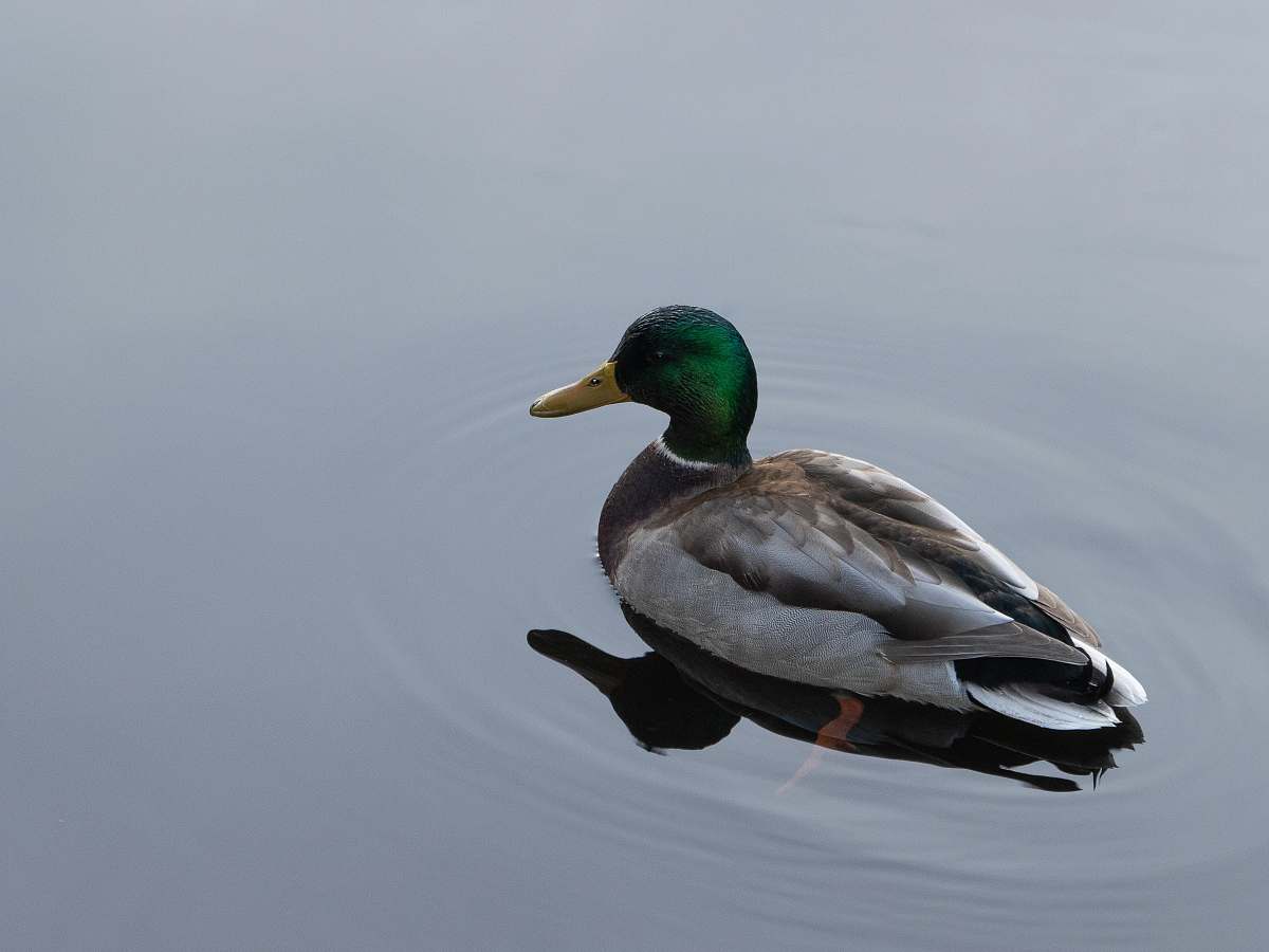 animal gray and green mallard duck duck