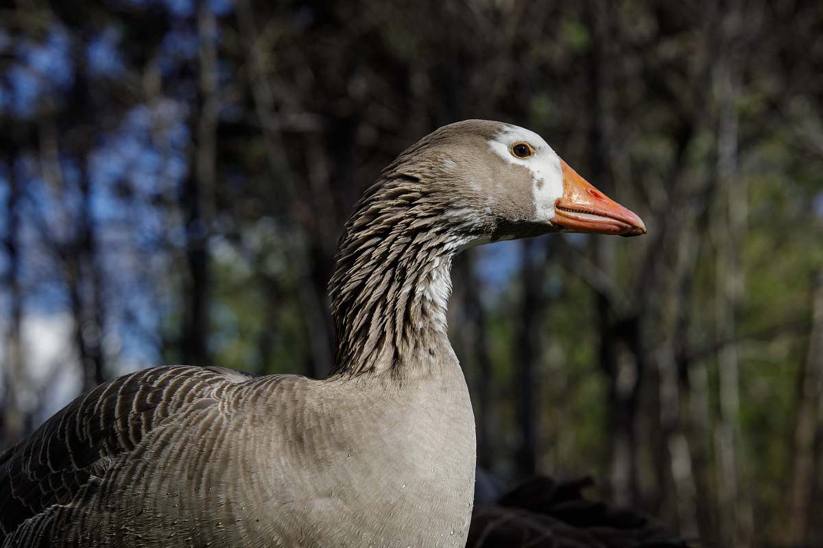 animal gray bird goose