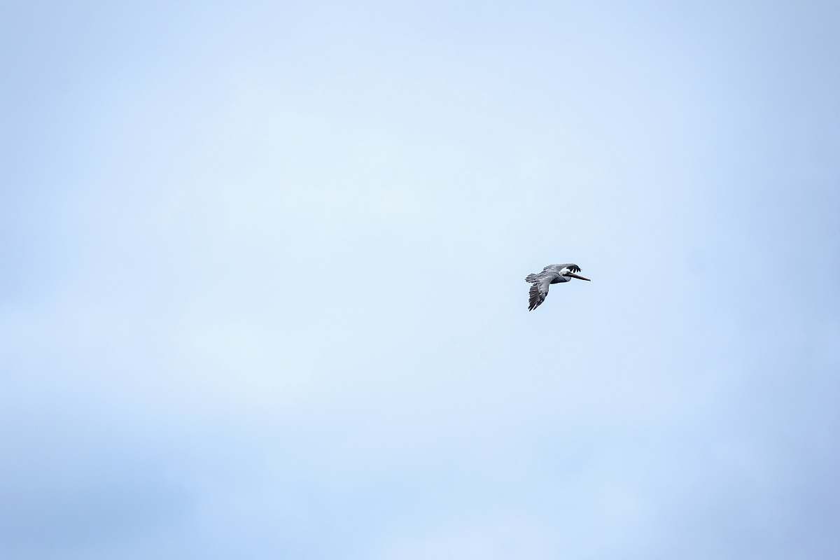 animal gray bird flying flying