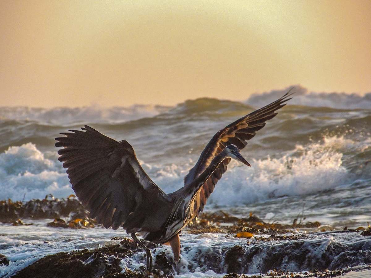 animal gray bird on beach waterfowl
