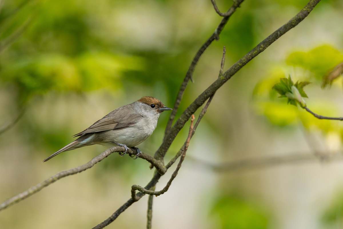 animal gray sparrow bird perched on tree branch selective focus photography anthus