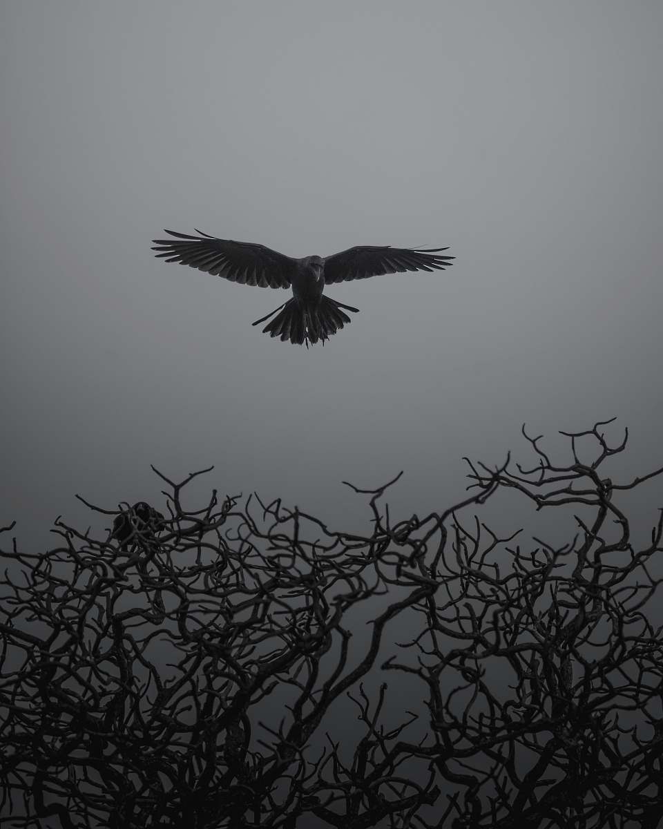 animal grayscale photo of bird flying