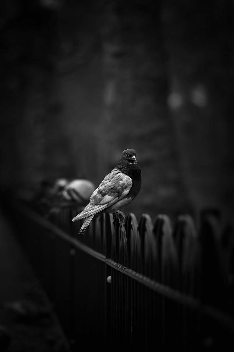 animal grayscale photo of pigeon on black fence black-and-white