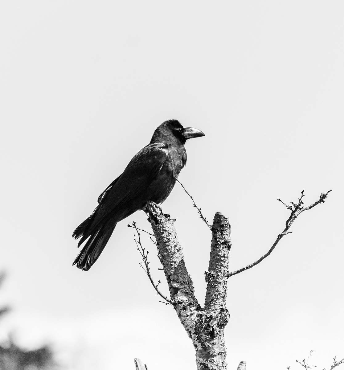animal grayscale photography of bird fetched on tree branch black-and-white