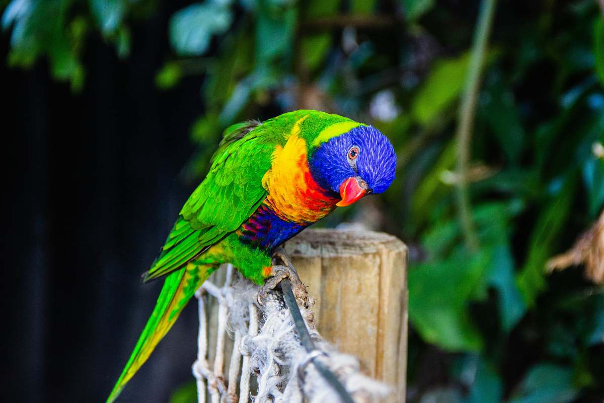 animal green and multicolored bird parrot