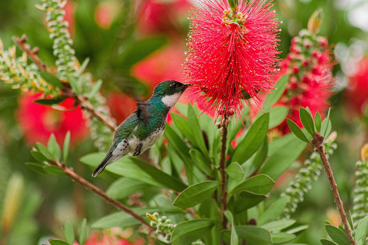 animal green hummingbird hummingbird