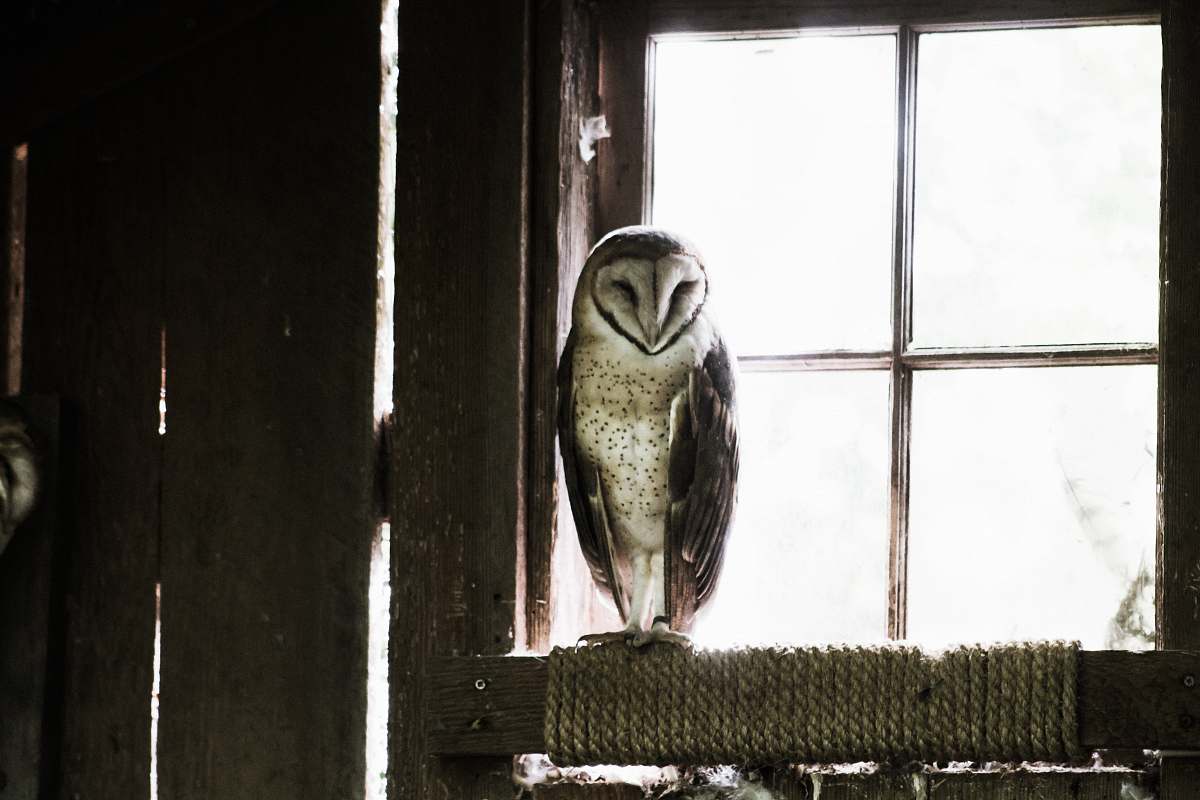 animal grey and black barn owl near glass window during daytime window