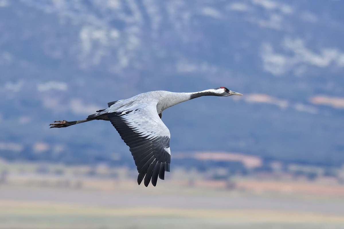 animal grey and black bird on mid air crane bird