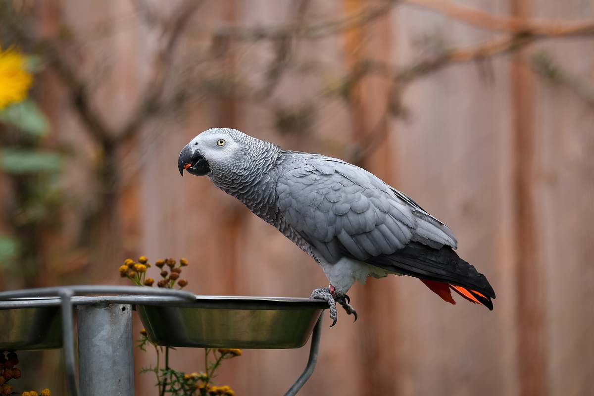 animal grey and white parrot on grey bowl parrot