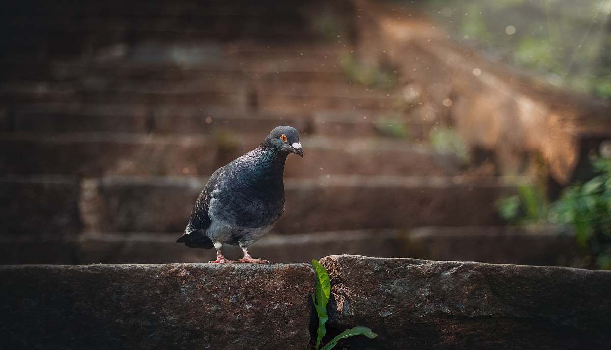 animal grey pigeon pigeon