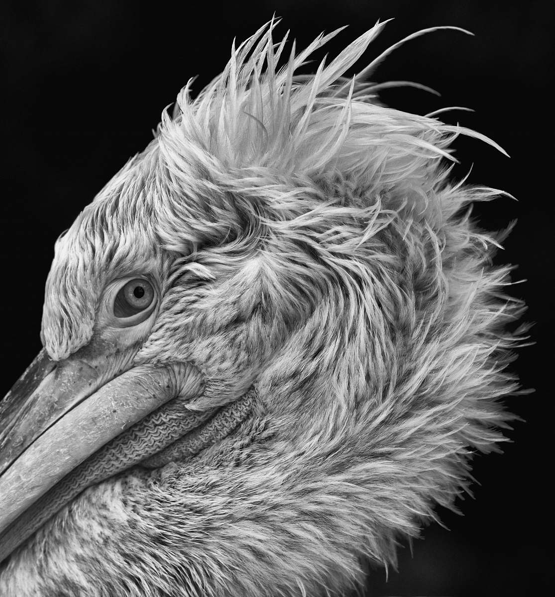 black-and-white greyscale photo of big bird beak