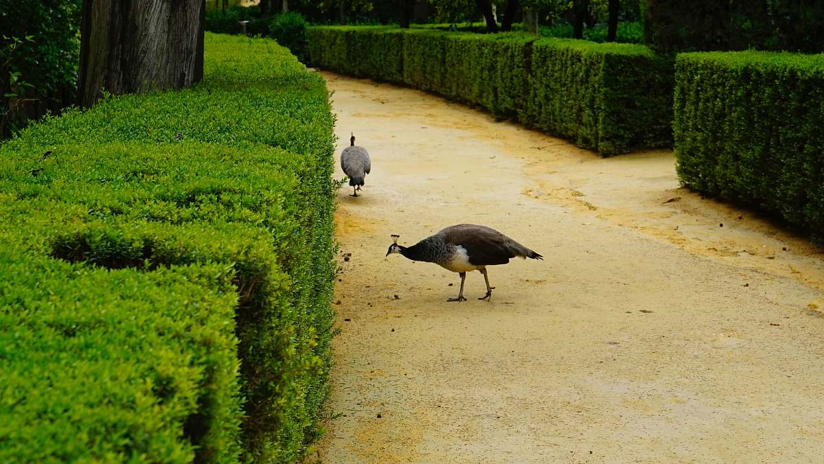 animal guineafowls by hedges labyrinth