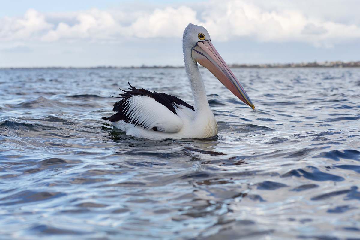 animal long-beaked white and black bird on body of water during daytime pelican