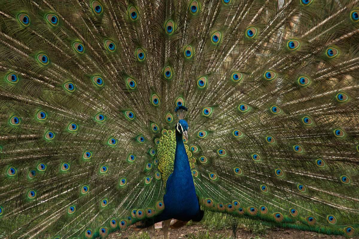 animal male peacock spread its tail peacock
