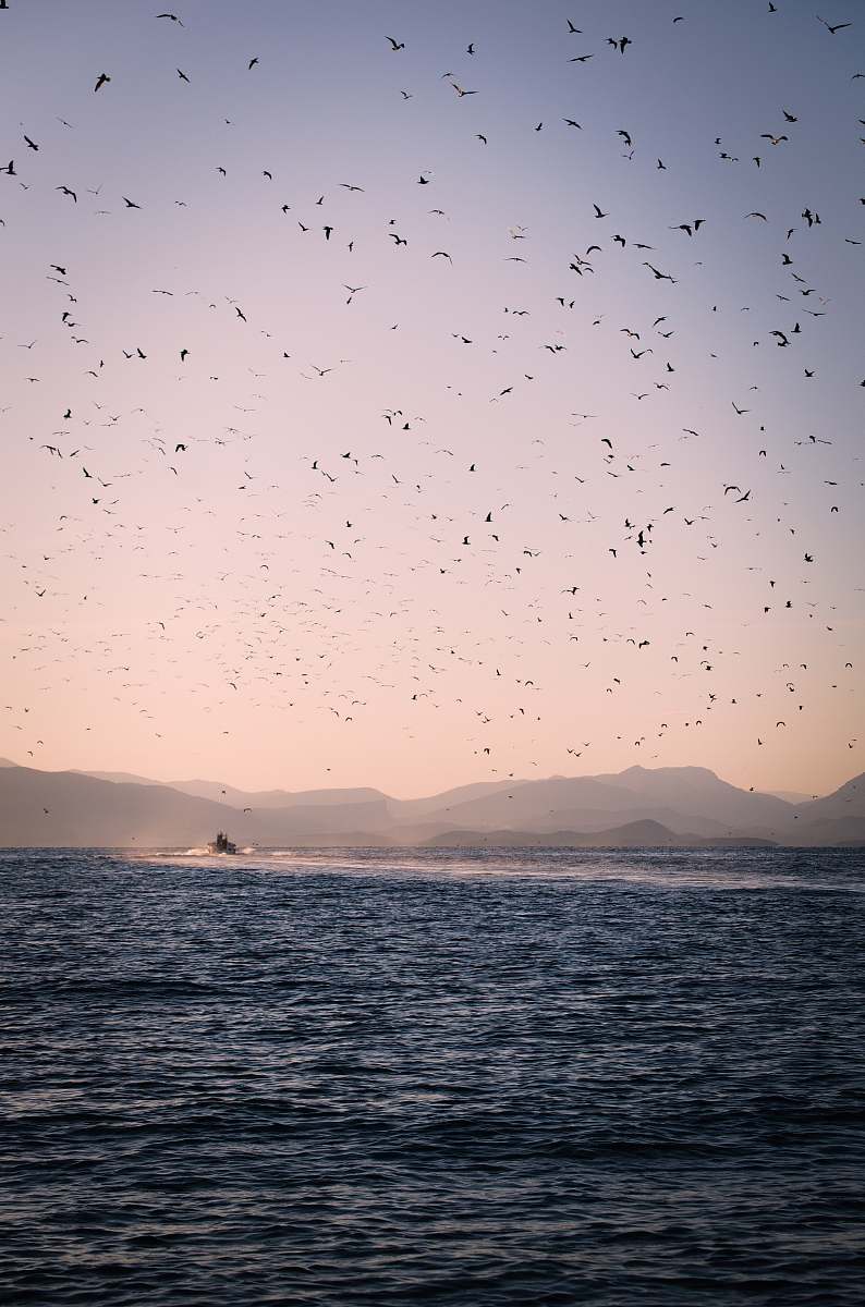 animal ocean under flying birds flock