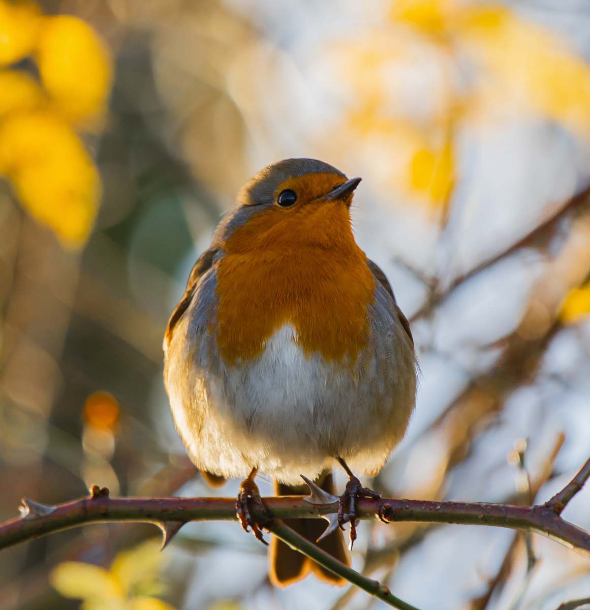 animal orange and white bird on tree robin