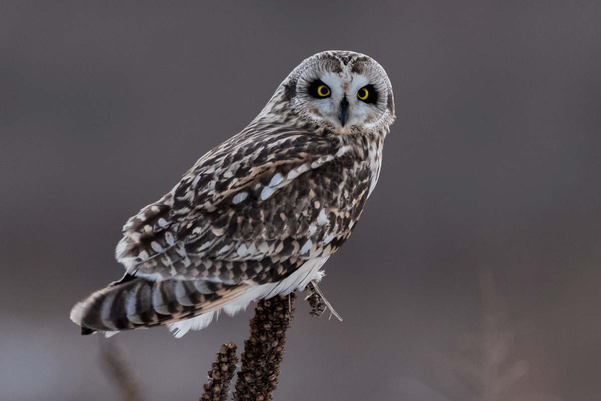 animal photo of brown and white owl owl