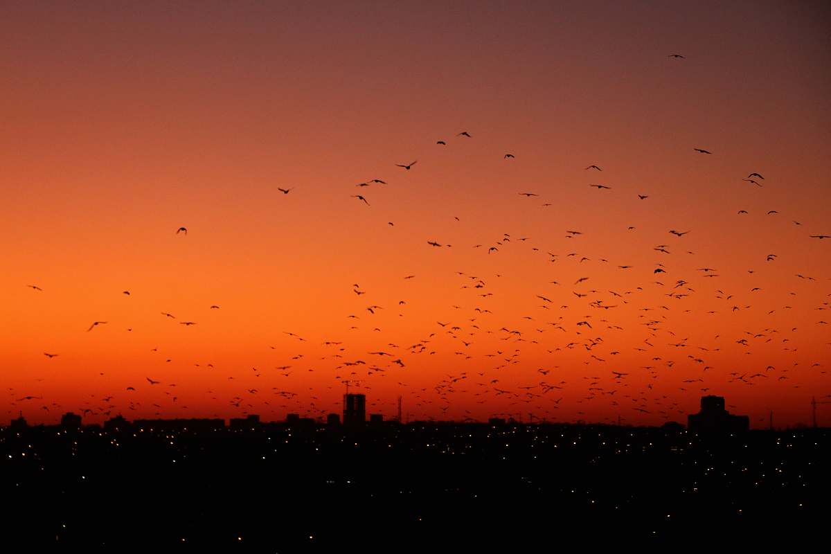 animal photography of birds flew during nightime flock