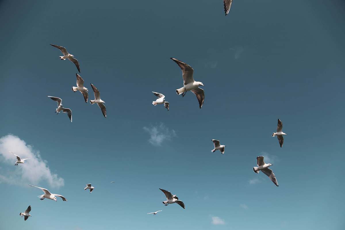 animal seagulls flying on skies flock