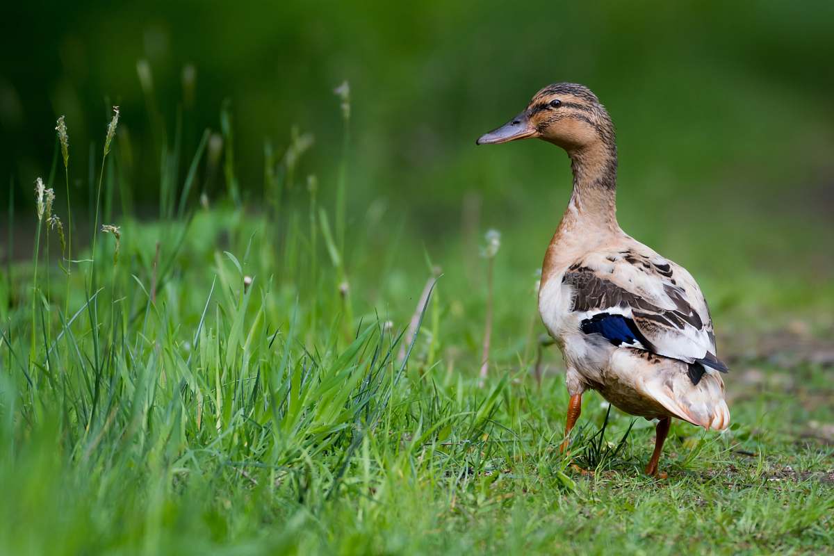 animal selective focus photo of brown and black duck near grass fields duck