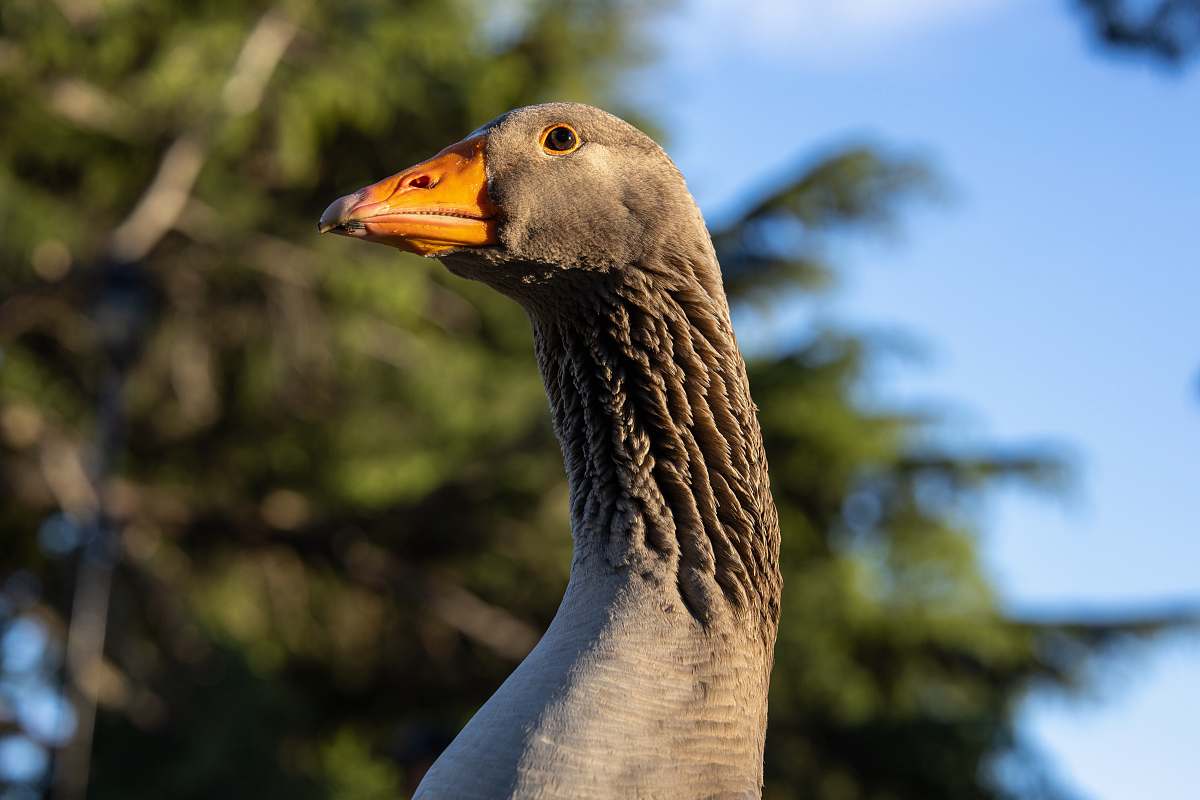 animal selective-focus photograph of black goose goose