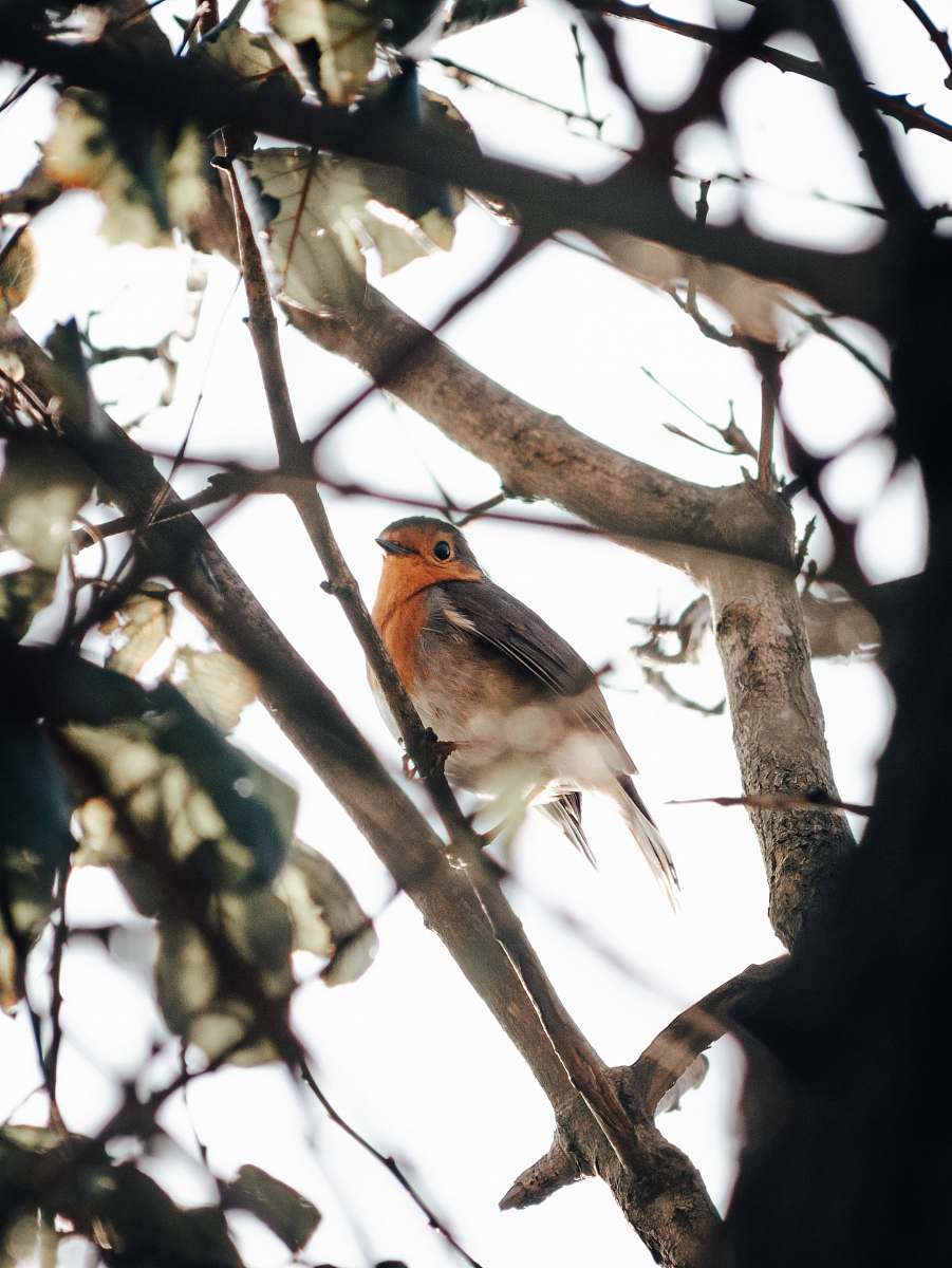 animal selective focus photography of black and brown bird fetched on tree branch robin