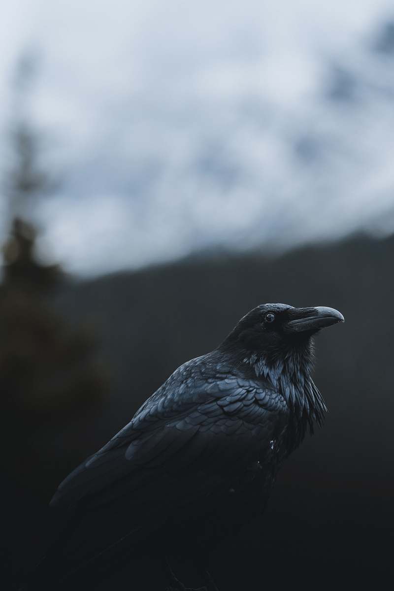 animal selective focus photography of black crow crow