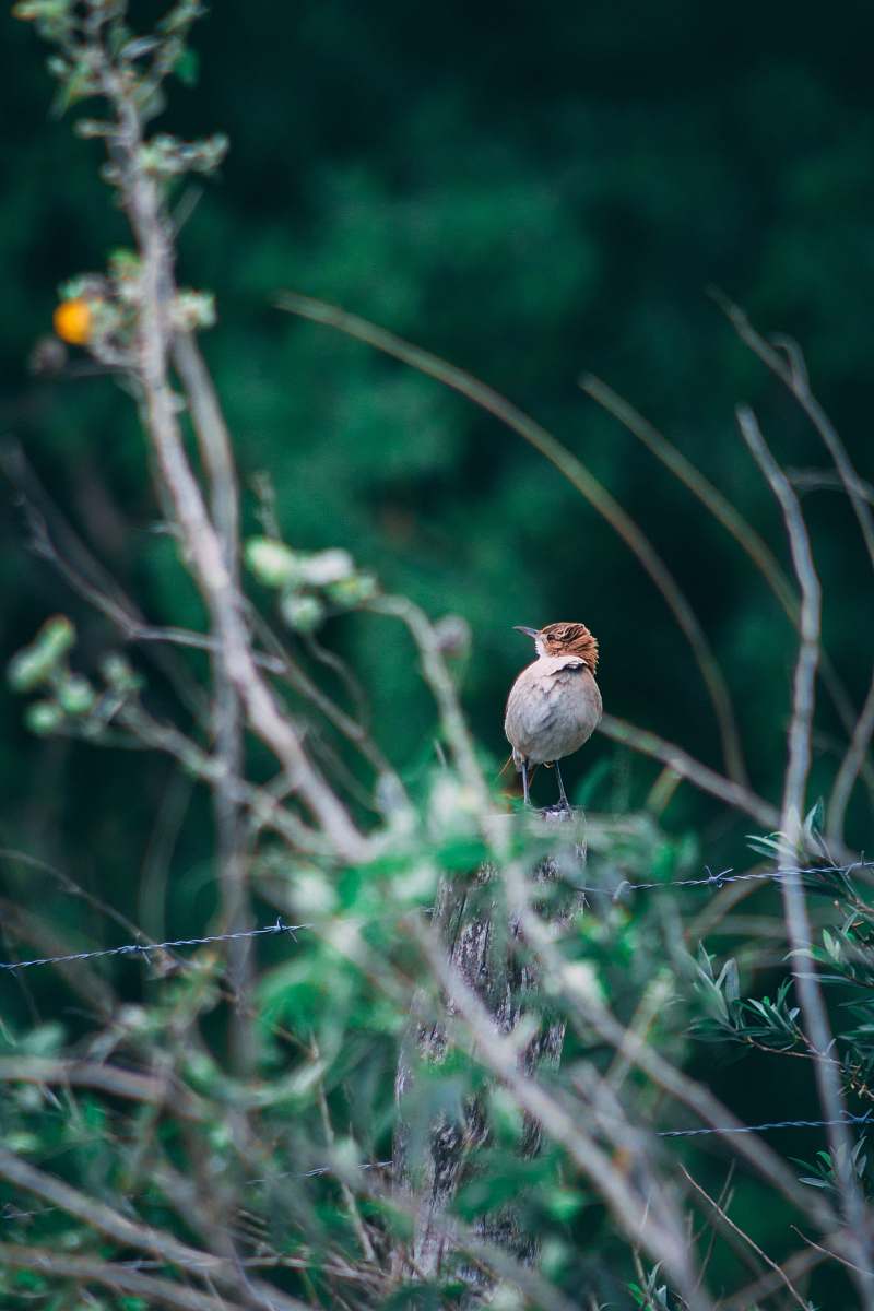 animal selective focus photography of gray and brown bird on barbed wire fence sparrow