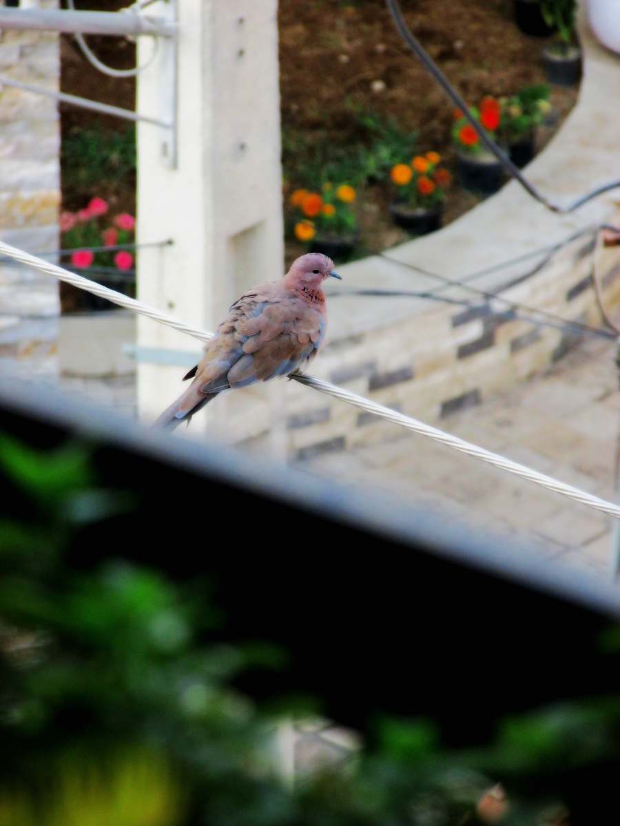 animal shallow focus photo of brown bird finch