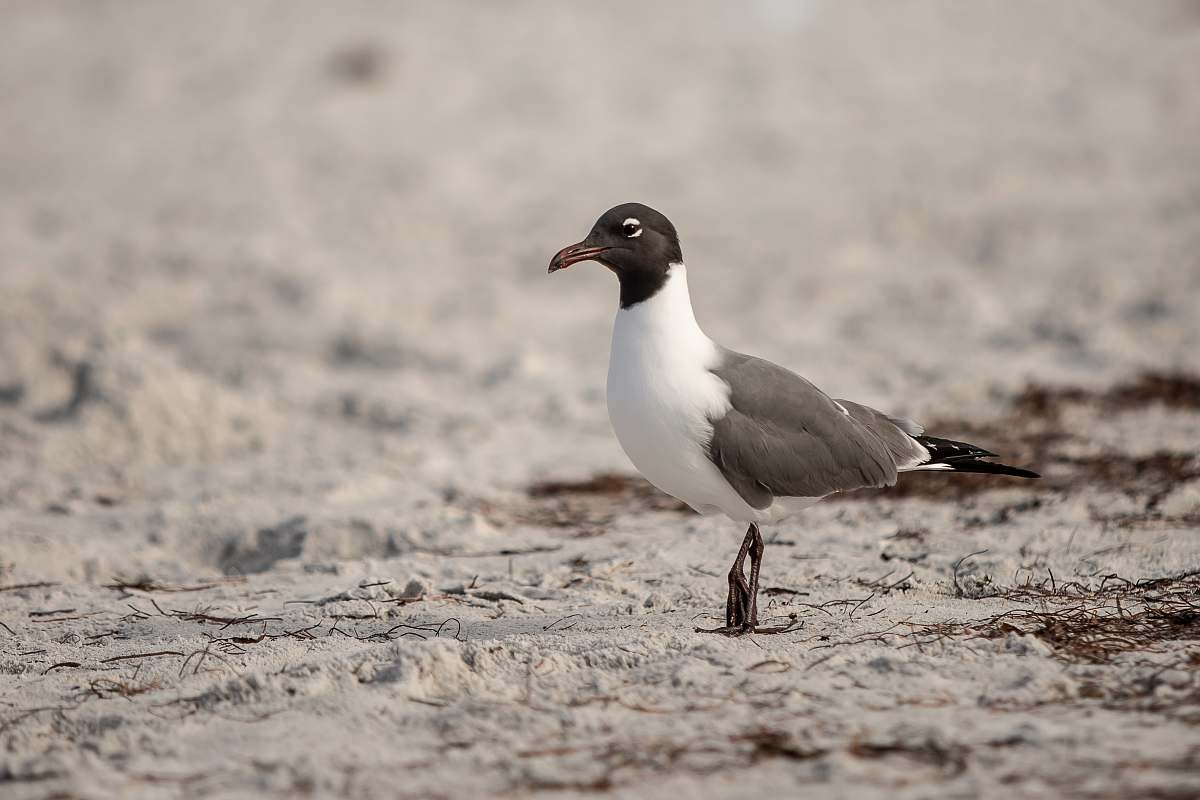 animal shallow focus photo of white and black bird beak
