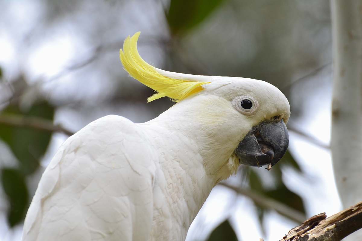 animal shallow focus photo of white and yellow cockatiel australia