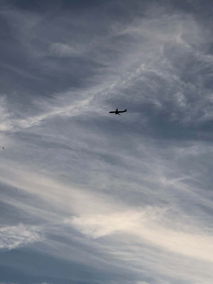 animal silhouette of airplane flying